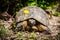 An old tortoise in Monte San Bartolo monastery in Pesaro, Marche, Italy.