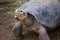 Old Tortoise at Zoo