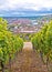 Old town of Wurzburg view from the vineyard hill