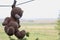 old toy plush brown bear drying clipped on a rope with a clothespin