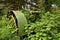 Old tractor buried in vines