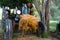 Old tractor near a tree not far from a corn field