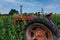 Old Tractor in Sunflower Field