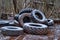 Old tractor tires dumped in the forest