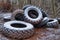 Old tractor tires dumped in the forest