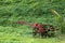 Old tractors left in the garden