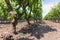 Old traditional alberello vineyards with rows of primitivo wine