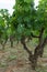 Old traditional alberello vineyards with rows of primitivo wine