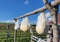 Old traditional way of cheese making by drying it in the sheepfold