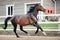 Old trakehner showjumping horse running gallop near fence