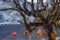 Old tree affected by a fire caused by an electrical short circuit to the winter decorations, in Hallstatt, a charming village in