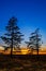 Old tree against the sky