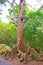 An old tree along the path towards the Victoria Peak, Hong Kong Island.