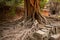 Old tree and ancient stone wall at the Cambodian temple Ta Prom