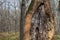 Old tree with bark canker in a forest. Magic fantasy wood scenery with rustic textured plant. Garden disease symptom