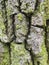 Old tree bark, close up wood texture. oak with green moss natural background