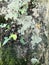 old tree bark with moss and leaves Hedera background