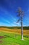 Old tree, blue sky and mountains.