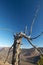 Old tree, blue sky and mountains.