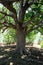 Old tree with branches offering shade to anyone standing beneath