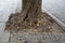 Old tree in the bricks. Lonely tree in city. The roots of this tree sprawls along the surface of the sidewalk