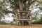 Old tree with buddha altar