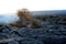 Old Tree Burning On Fresh hardened Lava Kilauea volcano