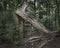 Old tree collapsed due to rot and decay on the forest floor