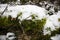 Old tree covered with moss, snow and winter scenery