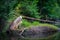 Old Tree In Creek Surrounded by Green Forest