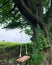 An old tree at the edge of a field with a hanging wooden bench, a simple bench suspended on a branch of an old tree