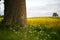 Old tree on the edge of a field of rapeseed