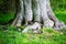 Old tree in the english garden in munich