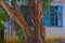 An old tree and Facade with blue windows and shutters in Zichron Yaakov