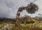 Old tree in Fann mountains, Tajikist