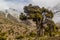 Old tree in Fann mountains, Tajikist