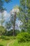 An old tree is fighting for survival. Scene from the floodplain.