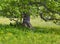 Old tree on a flourishing meadow