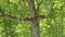 Old tree forest branches move in huge wind