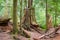 Old tree in the forest with natural wood debis on the ground