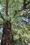 Old tree with gnarled bark