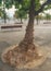 Old tree with growths on the trunk. Burls on the tree bark on the waterfront