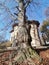 An old tree hide a church monument