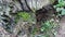 Old tree with holes from termites. Green moss on a dead tree