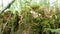 Old tree from inside covered by moss with forest in background