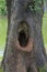 An old tree with a large mouth-like, hollow hole in it, at the edge of a large park lake.