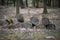 Old tree logs in the forest