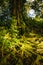 Old tree with long roots in the rainforest.