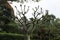 Old tree in the middle of a garden with cloudy sky.