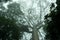 Old Tree in misty Rainforest, Jungle, Rainforest, Daintree Forest near Cairnes, green jungle, Queensland, Australia
